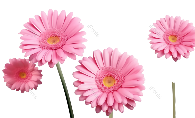 装饰图片,节日元素,清新PNG,菊花免抠素材